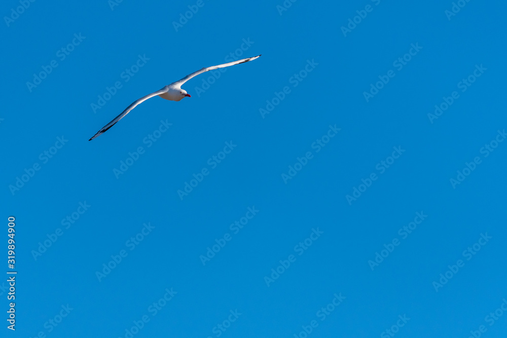 Single seagull flying on a blue sky background