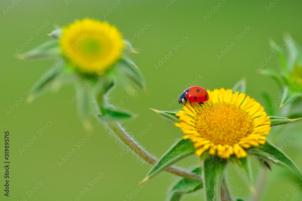 Beautiful ladybug on leaf defocused background Beautiful ladybug on leaf defocused background