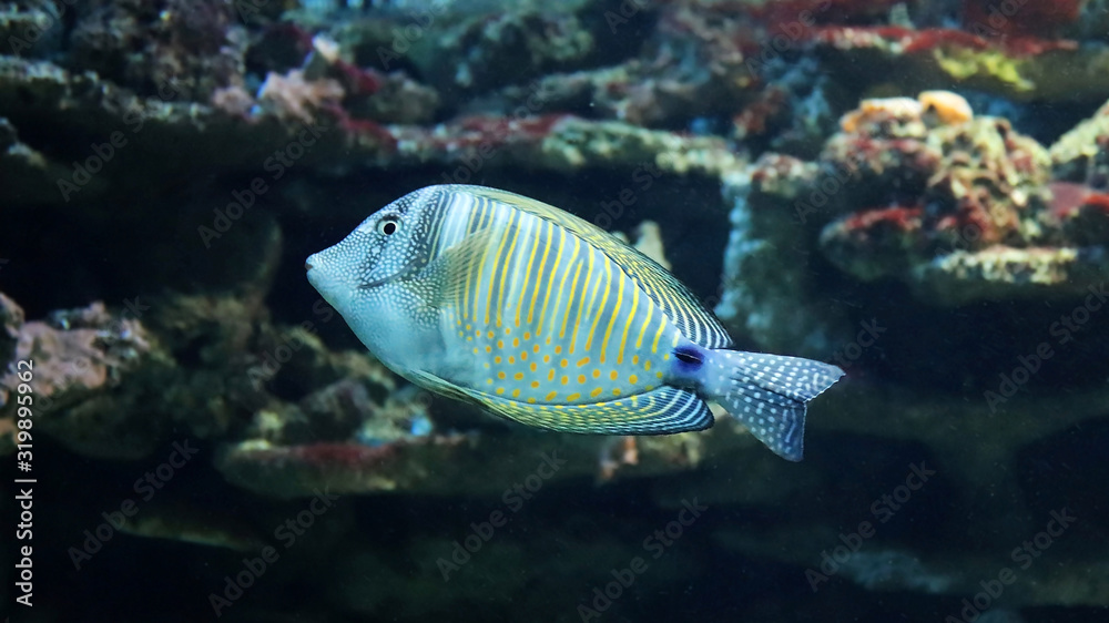 Red Sea sailfin tang 2 Red Sea sailfin tang 2