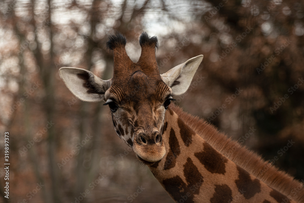 Naklejka premium portrait of a giraffe head with big years