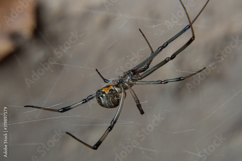 brown widow spider (Latrodectus geometricus)