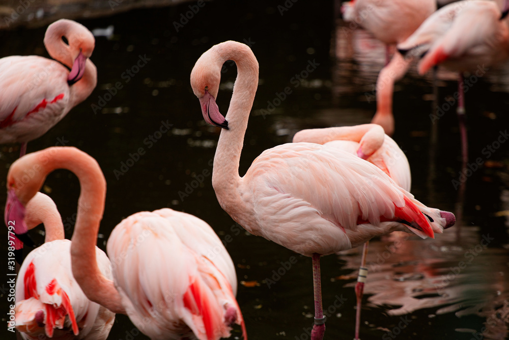 Naklejka premium pink flamingo at a water front cleaning