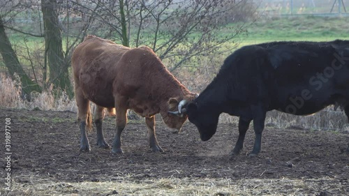 Two young bulls fighting each other in Central Europe