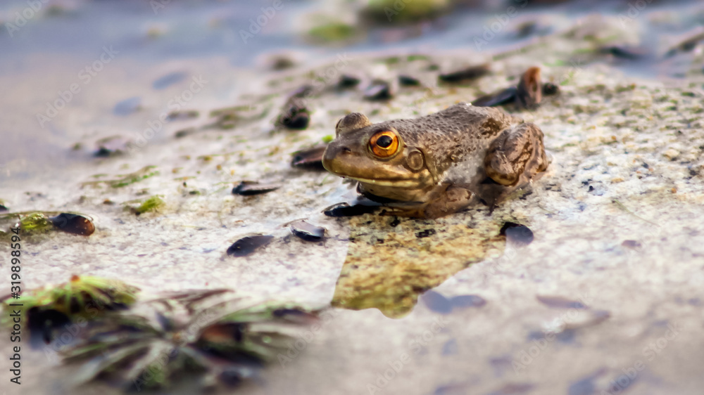 Obraz premium frog in pond