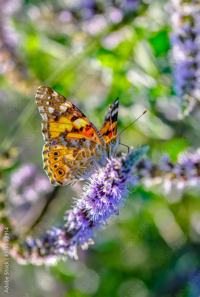Closeup beautiful butterfly in a summer garden Closeup beautiful butterfly in a summer garden
