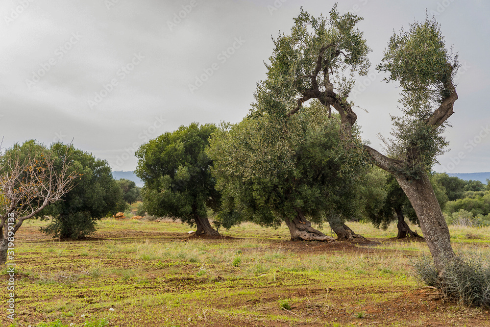 Travel Italy - olive trees