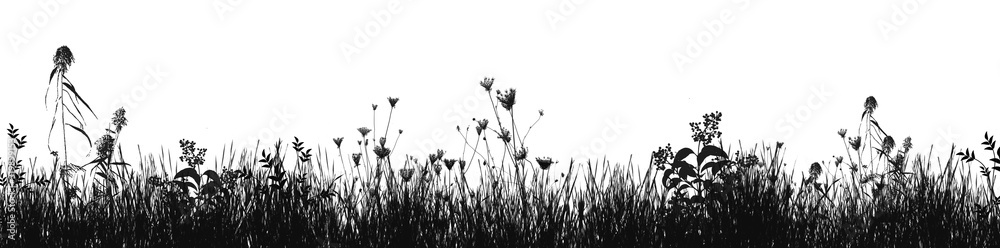 Plakat Grass natural silhouette as background