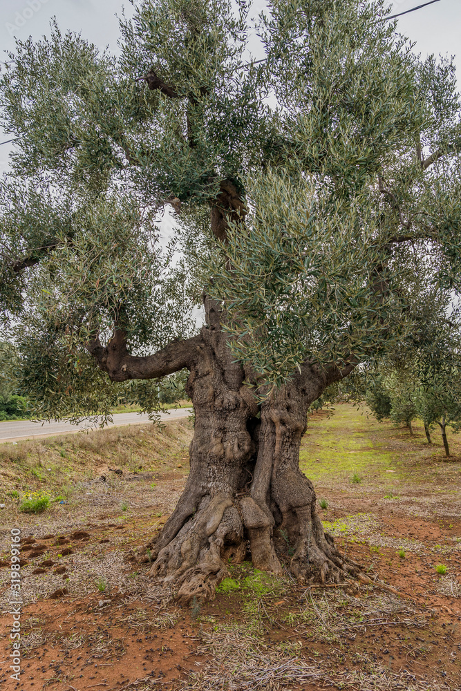 Travel Italy - big old olive tree