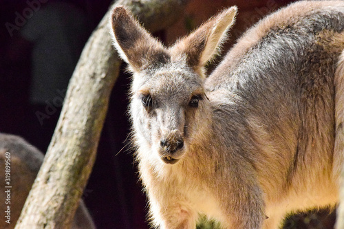 Wild Australian Kangaroo © Marco