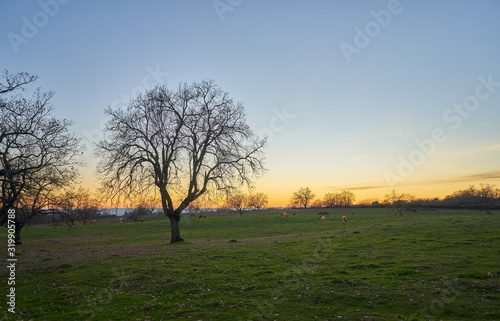Cows in the oak field at sunset