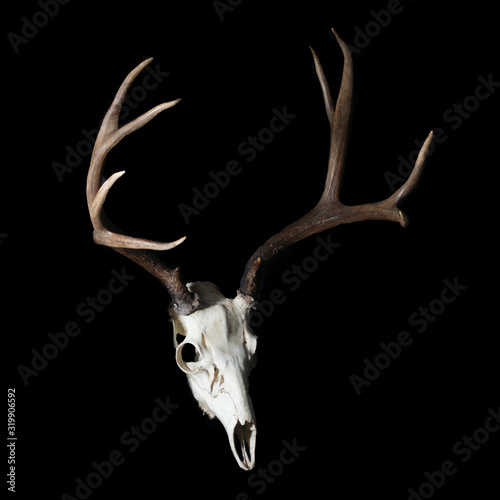 Mule Deer Buck - Rack with Full Skull on Black