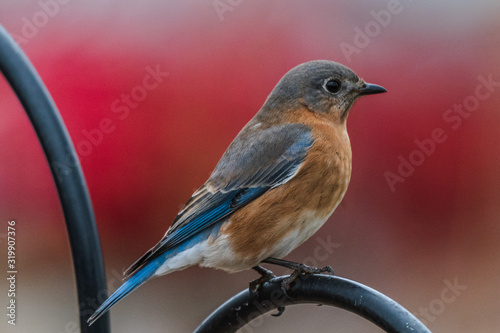 robin on a branch