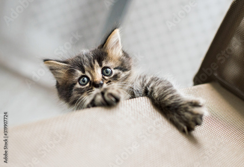 small sweet kitten trying to climb a chair