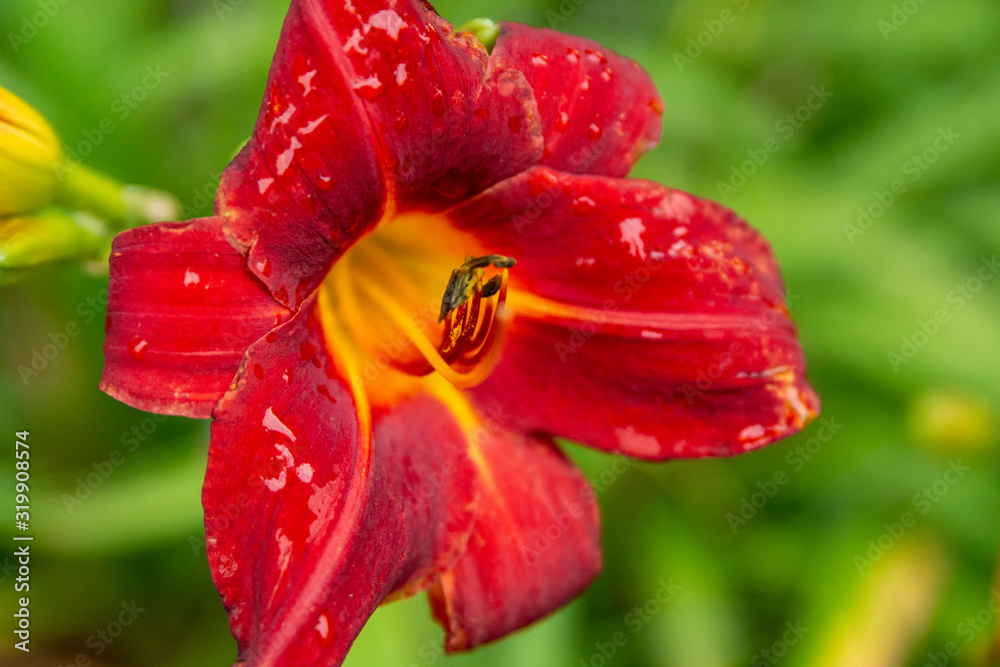 Single Red Lily Flower Closeup With Yellow Center Single Red Lily Flower Closeup With Yellow Center