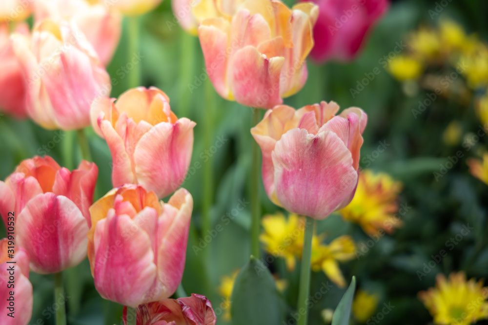 Beautiful bouquet of tulips. colorful tulips. nature background Beautiful bouquet of tulips. colorful tulips. nature background