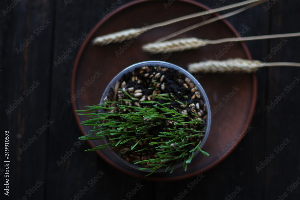 sprouted wheat grains in a flowerpot