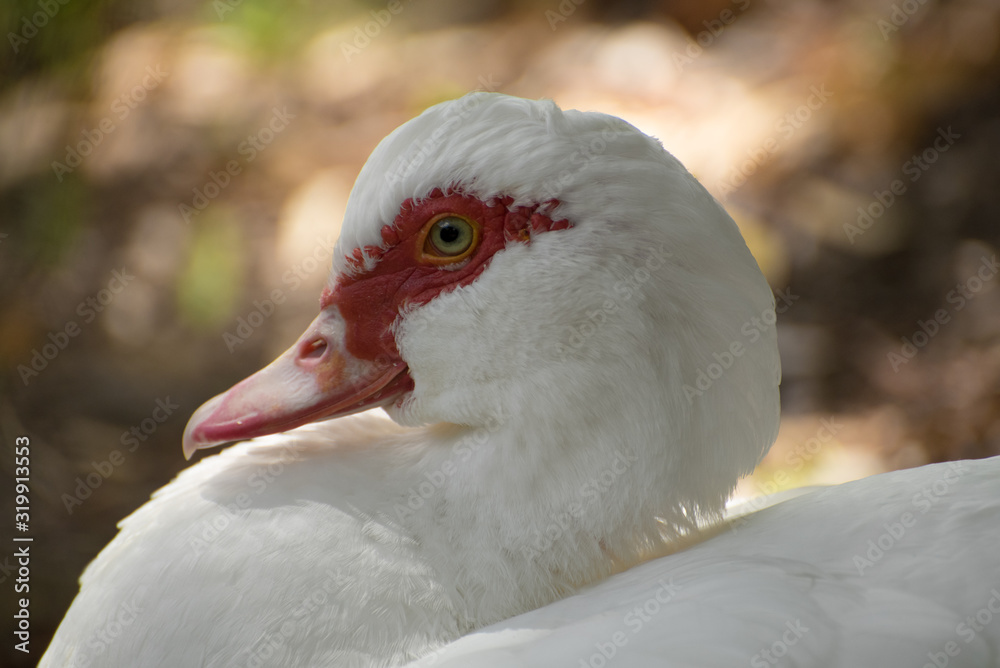 Obraz premium Close up of a duck in the park