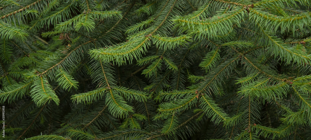 Pine tree close up texture, Pine pollen is involved in moving plant matter between terrestrial and aquatic ecosystems, Pine pollen may play an important role