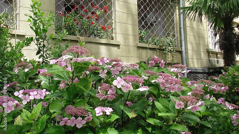 Fototapeta premium the beginning of the blooming of pink hydrangea buds