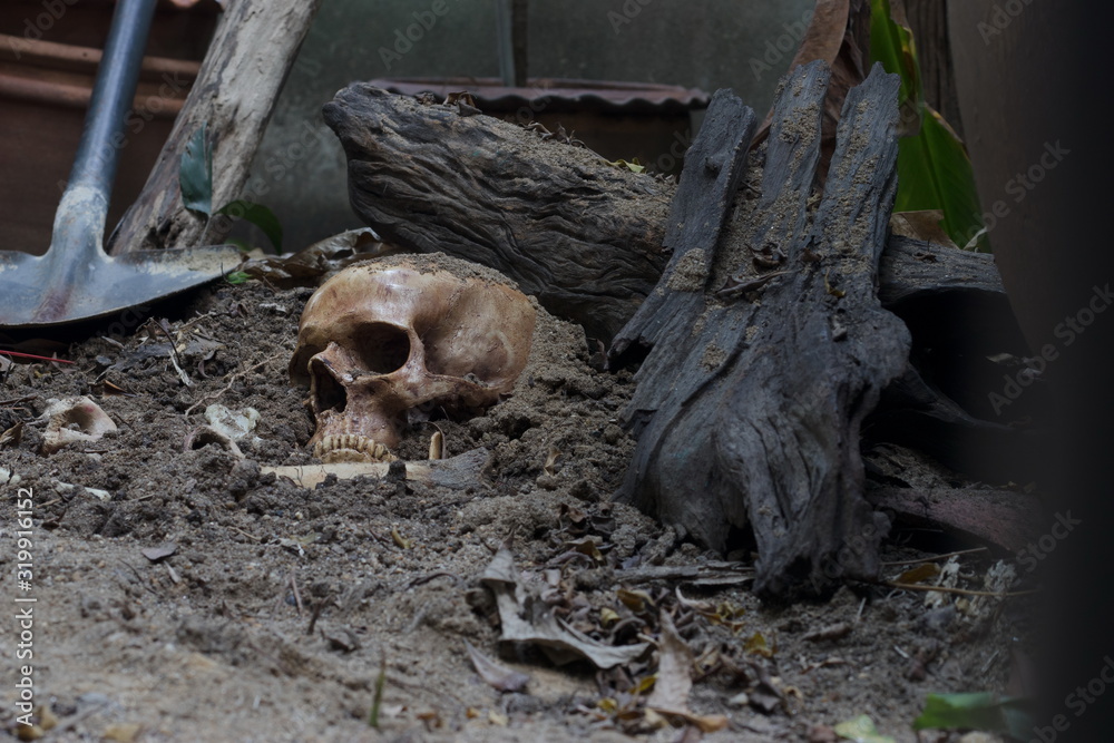 Skull and bones digged from pit in tart, background, body, bones, cemetery, dark, death, died, dig, digged, dim, discovery, dry, entomb, focus, gravehe scary graveyard / Still life and selective focus Skull and bones digged from pit in tart, background, body, bones, cemetery, dark, death, died, dig, digged, dim, discovery, dry, entomb, focus, gravehe scary graveyard / Still life and selective focus