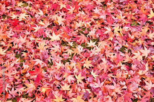 晩秋、京都の落ち紅葉