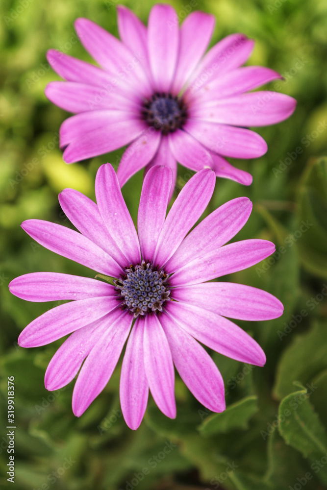 Obraz premium pink flower