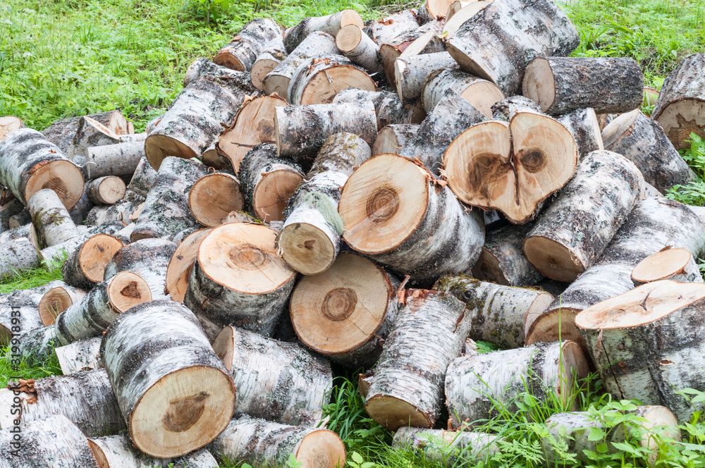 bunch of fresh birch sawn firewood on green grass bunch of fresh birch sawn firewood on green grass