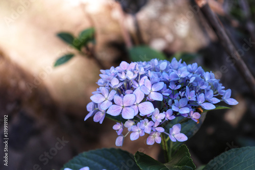 hortencias in the garden
