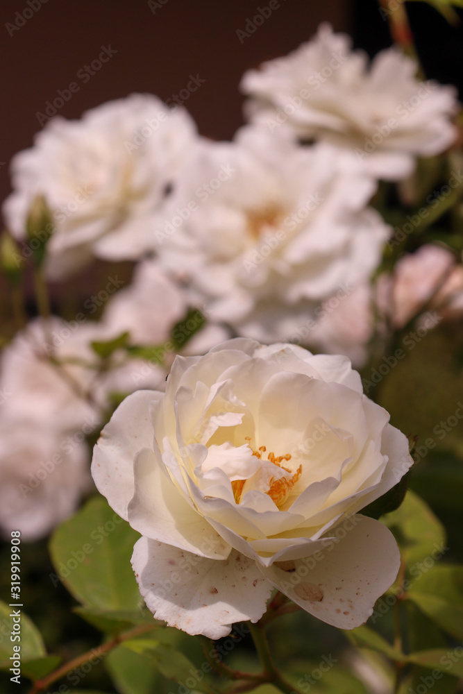 Rose in the garden Rose in the garden