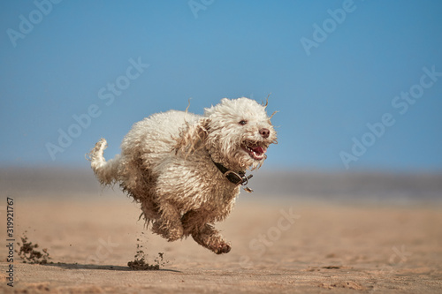 Miniature poodle - Dog running, playing and jumping on the beach. Space for text in magazine style hero image. Blue sky and happy dog. © Darren William Hall
