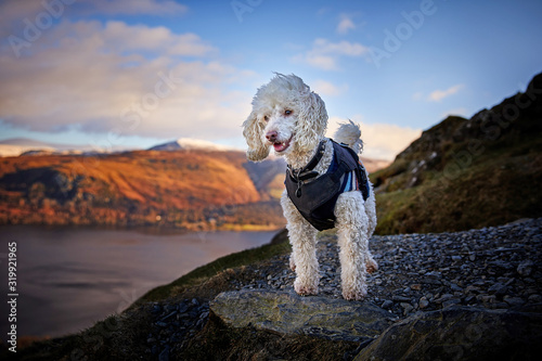 Miniature Poodle Dog Standing on Cat Bells Fell overlooking Derwentwater in Keswick, Lake District. Epic Sunrise background in magazine cover style hero image.
