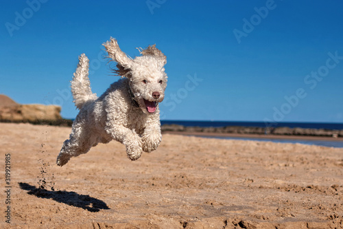 Miniature poodle - Dog running, playing and jumping on the beach. Space for text in magazine style hero image. Blue sky and happy smiling dog, commercial image..