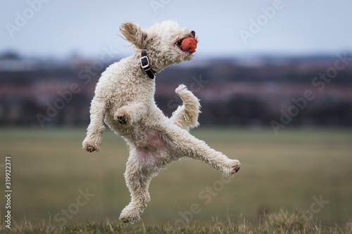 My 2024 jumpin poodle