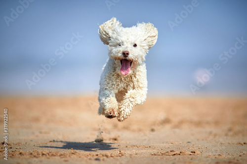 Miniature Poodle Dog Jumping in midair on the Beach in hero action image