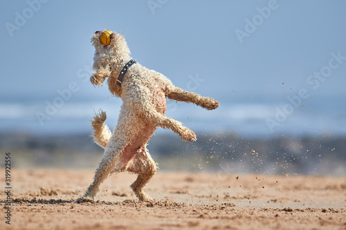 Miniature poodle dog playing and jumping on beach