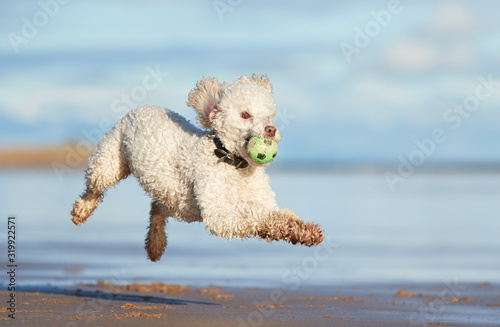 Miniature poodle dog playing and jumping on beach