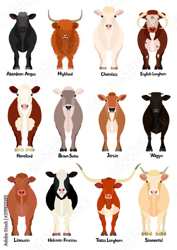 set of cow at front view