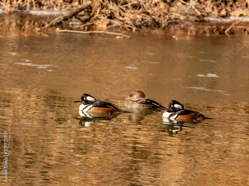 Hooded merganser  2 males and a female  late winter