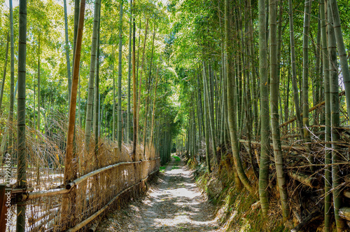 京都 竹の径
