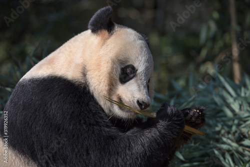 Panda Bear Eating Bamboo  Bifengxia Panda Reserve in Ya an Sichuan Province  China. Panda  Bei Bei  eating a small chunk of Bamboo  side portrait view. Protected Species Animal Conservation