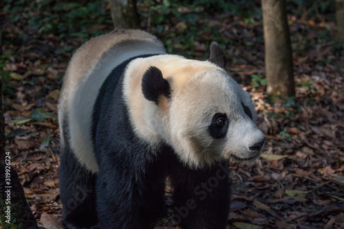 Front View of Panda Bear "Bei Bei" Taking a Walk in the forest of Bifengxia nature reserve, Sichuan Province China. Protected Species, Cute Young Male Fluffy Panda. Chinese Wildlife © Cedar