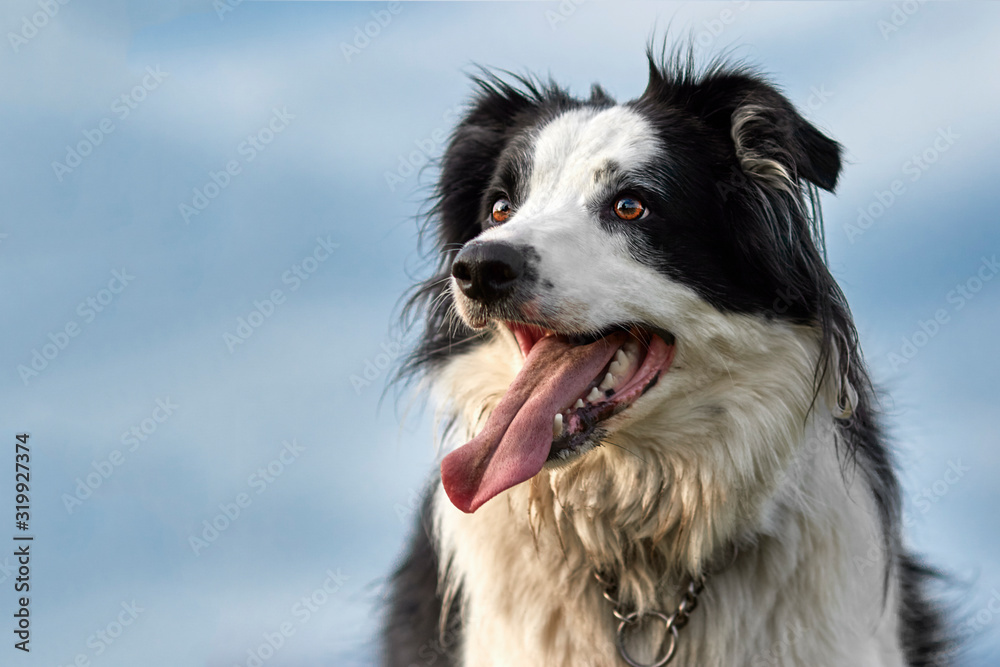 Handsome Border Collie Pure Breed Sheep Dog Happy on a Sunny Summer Day Blue Sky. Magazine and Website image with space for Text.