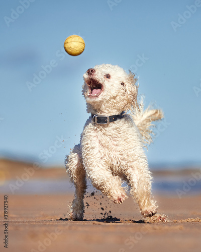 Miniature Poodle - Dog playing, Running  and jumping on british beach. Trying to catch yellow ball in the air - Portrait orientation action shot. Nice blue sky.