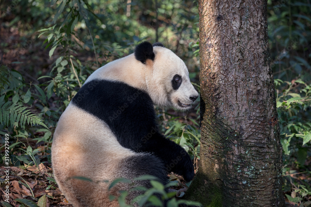 Panda Bear Sitting in the Forest of Bifengxia Panda Reserve in Ya'an Sichuan Province, China. Fluffy Panda Panda Bear Sitting in the Forest of Bifengxia Panda Reserve in Ya'an Sichuan Province, China. Fluffy Panda