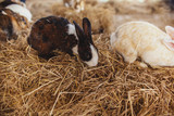 A cute rabbit is sitting on haystacks.  Farm bunny.   Easter cute bunny