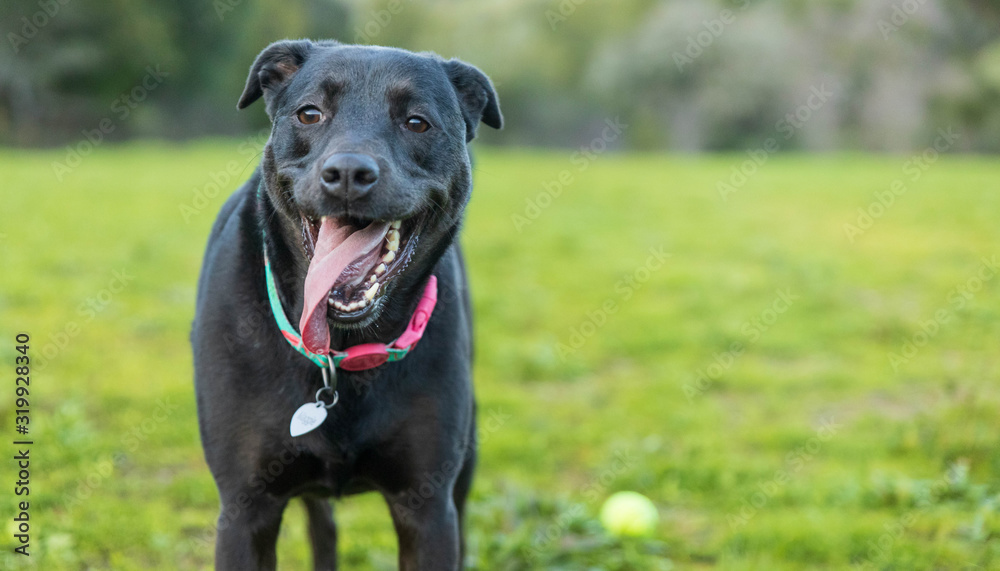 Happy black dog on grassy field with tennis ball