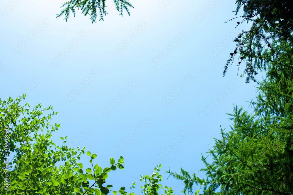 Obraz premium 森・緑・夏・エコロジー