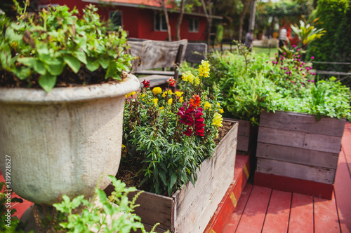 Garden landscaping. Backyard with landscaping, beautiful flowering plants in wooden boxes. The path in the garden with flowers. place to relax at home