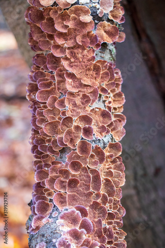 Violet-toothed polypore mushroom (Trichaptum biforme) growing on a branch