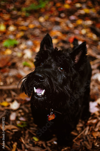 Black Scottish Terrier